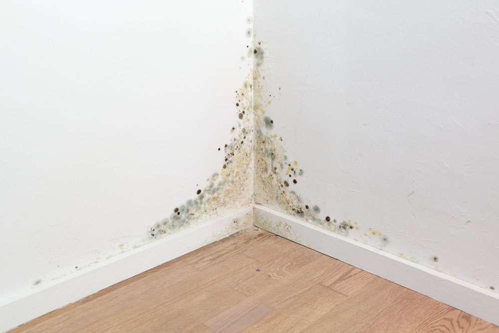 mold growth in water-stained walls/floors/ceilings